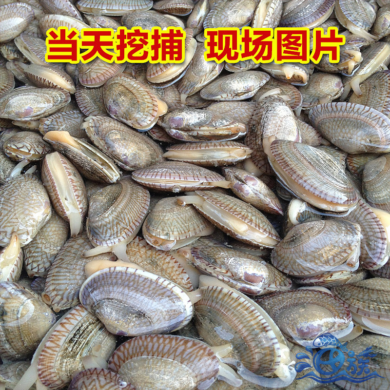 鮮活油蛤一斤 鮮活蛤蜊 新鮮蛤蜊嘎啦新鮮花蛤廈門海鮮