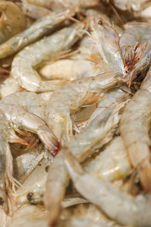 海蝦水產蝦海鮮美食攝影圖 st攝影